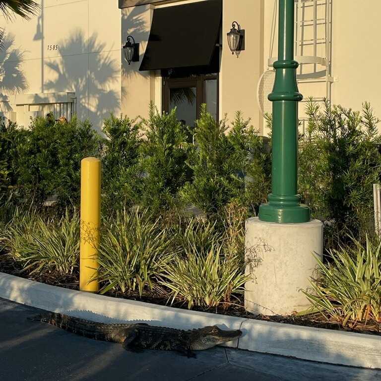 Gator in North Port Starbucks drive-thru 5-4-24